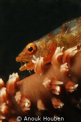 Whip coral goby. Picture taken on the second reef off Neg... by Anouk Houben 